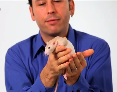 Фото крысы с выбором формата для скачивания