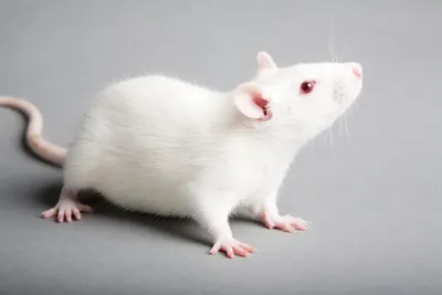 Фотография крысы на экране с возможностью скачать в разных форматах