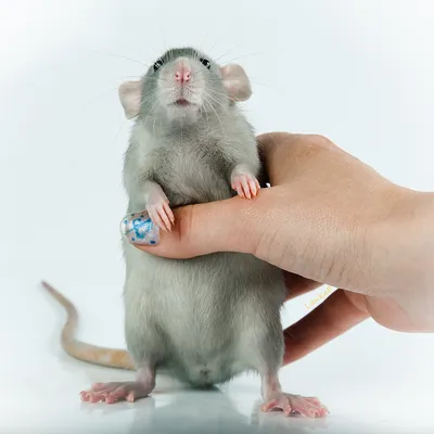 Крыса на картинке с возможностью выбора формата и размера