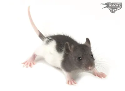 Фотография крысы с возможностью скачать в любом формате и размере