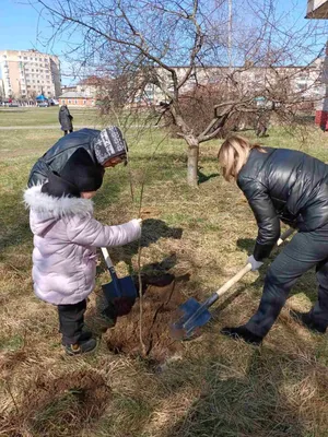 Декоративные деревья: собрание красочных фото в формате PNG и JPG