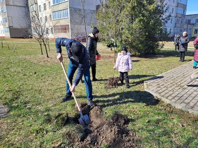 Красота природы в объективе: фотографии декоративных деревьев