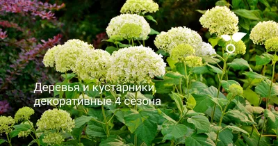 Призыв природы: красивые фотографии декоративных деревьев и кустарников