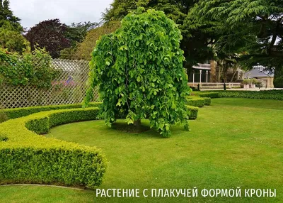 Картины природы: удивительные фотографии декоративных деревьев и кустарников