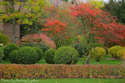 Утонченные красоты: великолепные фото декоративных деревьев и кустарников