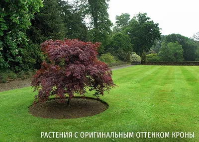 Разнообразие Декоративных деревьев в фотографиях: создайте уникальный ландшафт