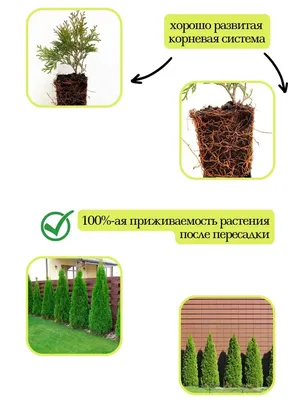 Обои на рабочий стол с красивыми декоративными деревьями в HD