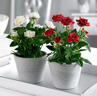 Декоративные розы в горшках: выбирайте и скачивайте фото в формате jpg