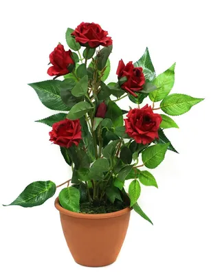 Декоративные розы в горшках: выберите формат изображения