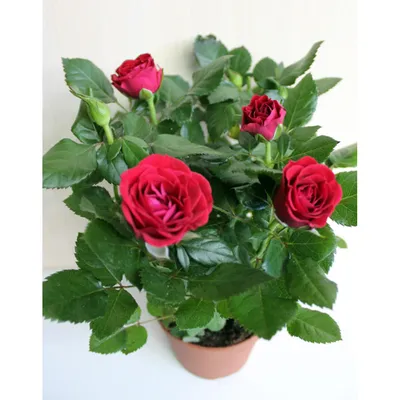 Фото декоративных роз в горшках: разные размеры доступны