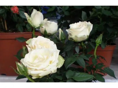Фотки декоративных роз в горшках: разные размеры и форматы