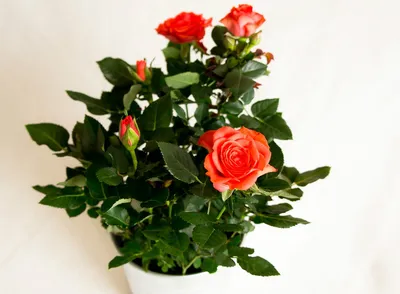 Декоративные розы в горшках: фото, изображения, картинки