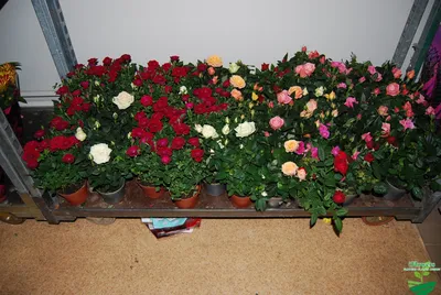 Фото декоративных роз в горшках: разные размеры доступны
