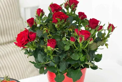 Красивые декоративные розы в горшках: скачивайте png изображения
