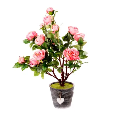Декоративные розы в горшках: выбирайте формат изображения