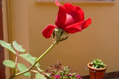 Красивые декоративные розы в горшках: скачивайте png фотографии