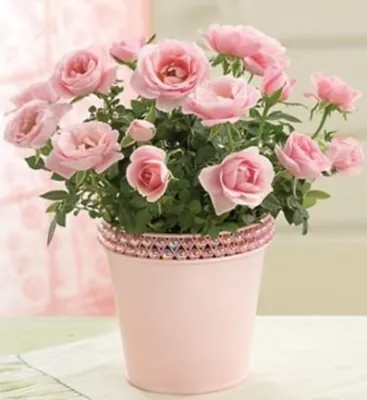 Фотографии декоративных роз в горшках: jpg, png, webp