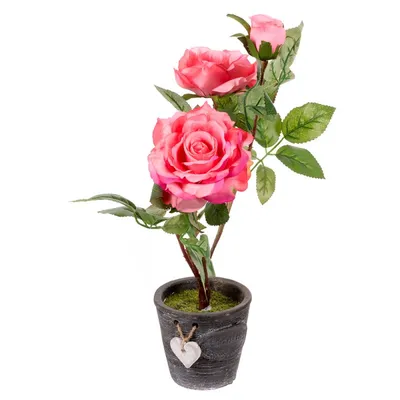 Красивые декоративные розы в горшках: скачивайте изображения в нужном формате