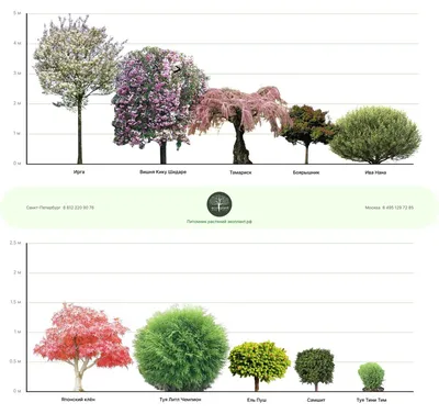 Полезная информация об украшении сада декоративными деревьями