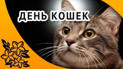 Впечатляющие изображения кошек на странице Дня кошек 1 марта