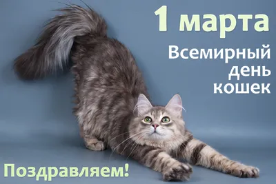 Удивительные снимки кошек на странице Дня кошек 1 марта