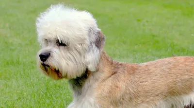 Денди-динмонт-терьер: фото милой и ласковой собаки