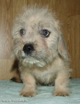 Денди-динмонт-терьер: фото милой и дружелюбной собаки