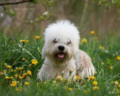 Денди-динмонт-терьер: красивые фото собаки-гончей