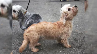 Денди-динмонт-терьер: фото милой и хитрой собаки