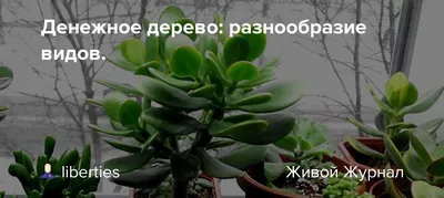 Фото денежного дерева по уходу и секреты успешного выращивания