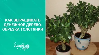 Фотография дерева в стеклянном горшке, которое украсит ваш интерьер.