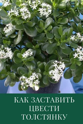 Фото денежного дерева, расцветающего во всей своей красе