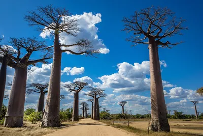 Магия деревьев баобаб: скачать фото в формате PNG