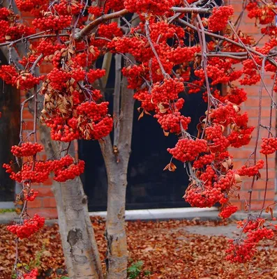 Фотк дерева рябины осенью на скачивание