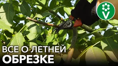 Игра красок: летние оттенки деревьев на фото