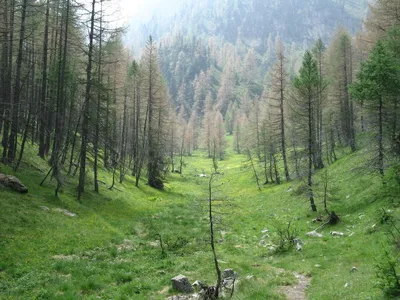 Природные фото деревьев в лесу: выберите размер и формат