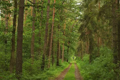 Величественные деревья в лесу: красота природы на фото