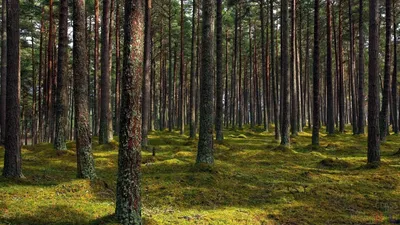 Берега времени: фото деревьев, стоящих у реки жизни