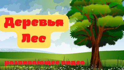 Живые хроники: фото деревьев, рассказывающих о жизни в лесу