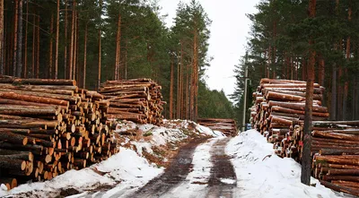 Фото деревьев в лесу в формате PNG: без потери качества