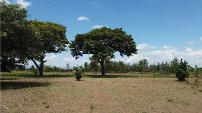 Впечатляющие изображения деревьев Африки в формате png