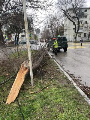 Подарок природы: фотоальбом деревьев анапы