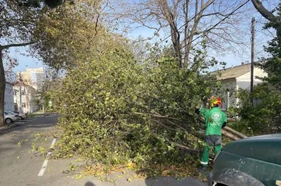 Волшебная симфония природы: фото деревьев анапы