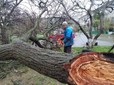 Картинки деревьев в высоком качестве