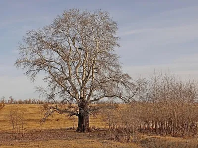 Рисунки долгоживущих деревьев: красивый арт