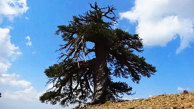 Фотографии деревьев долгожителей - скачивайте бесплатно в высоком качестве