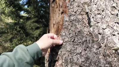 Очарование лесов: бесплатные фотографии деревьев Германии