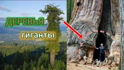 Фотография гигантского дерева в HD качестве: скачать бесплатно!