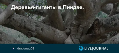 Фотография деревьев гигантов в хорошем качестве - бесплатная загрузка!