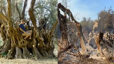 Фотографии деревьев в Греции - выберите размер и формат загрузки